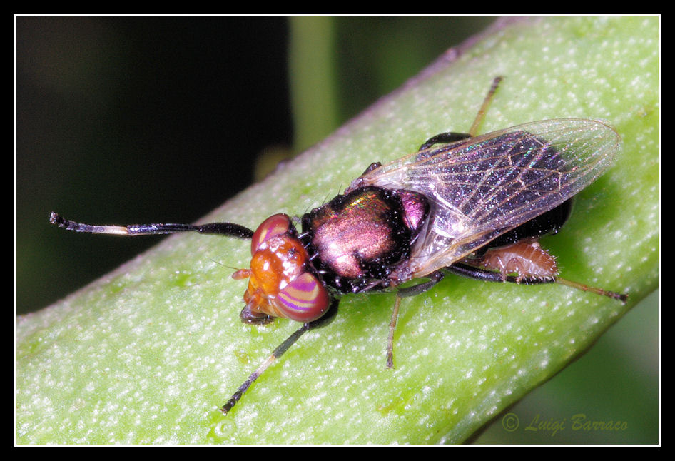 Foresia pseudosrcorpioni